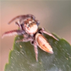 Opisthoncus sp. (genus) at Batemans Bay, NSW - 20 Dec 2024 05:08 PM