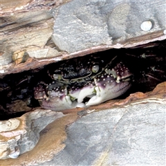 Leptograpsus variegatus (Purple Rock Crab) at Malua Bay, NSW - 19 Dec 2024 by Hejor1