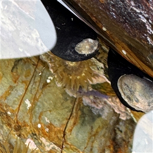 Anthopleura sp. at Malua Bay, NSW by Hejor1