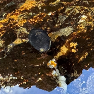 Nerita sp. at Malua Bay, NSW by Hejor1