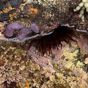 Heliocidaris tuberculata at Malua Bay, NSW by Hejor1