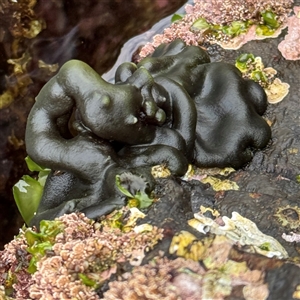 Codium spongiosum at Malua Bay, NSW by Hejor1