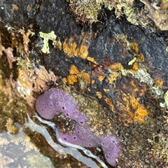 Porifera sp. at Malua Bay, NSW - 19 Dec 2024 by Hejor1