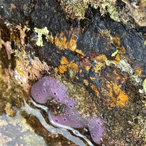 Porifera sp. at Malua Bay, NSW by Hejor1