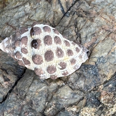 Tenguella marginalba (Mulberry shell) at Malua Bay, NSW - 19 Dec 2024 by Hejor1