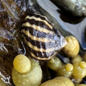 Austrocochlea porcata (Zebra top snail) at Malua Bay, NSW by Hejor1