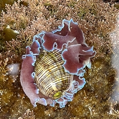 Hydatina physis (Brown-line Paperbubble) at Malua Bay, NSW - 19 Dec 2024 by Hejor1