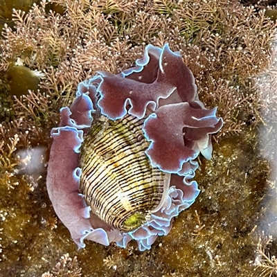 Hydatina physis at Malua Bay, NSW - 19 Dec 2024 by Hejor1