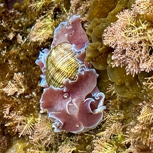 Hydatina physis at Malua Bay, NSW - 19 Dec 2024