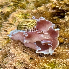 Hydatina physis at Malua Bay, NSW - 19 Dec 2024