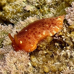 Pleurobranchus peronii (Pleurobranchus peronii) at Malua Bay, NSW - 19 Dec 2024 by Hejor1