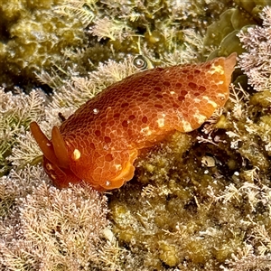 Pleurobranchus peronii at Malua Bay, NSW - 19 Dec 2024