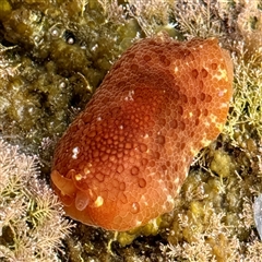 Pleurobranchus peronii at Malua Bay, NSW - 19 Dec 2024