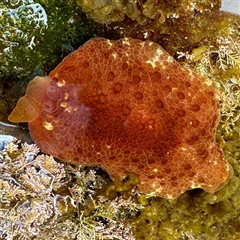 Pleurobranchus peronii at Malua Bay, NSW - 19 Dec 2024