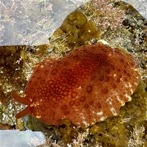 Pleurobranchus peronii at Malua Bay, NSW - 19 Dec 2024