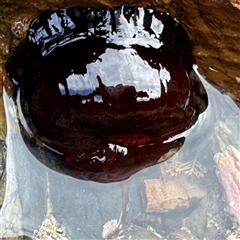 Actinia tenebrosa at Malua Bay, NSW - 19 Dec 2024 by Hejor1