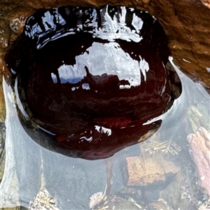 Actinia tenebrosa (Red Waratah Anemone) at Malua Bay, NSW by Hejor1