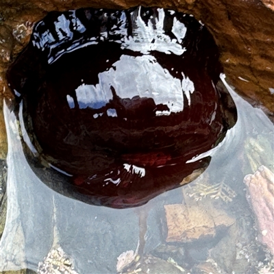 Actinia tenebrosa (Red Waratah Anemone) at Malua Bay, NSW - 19 Dec 2024 by Hejor1