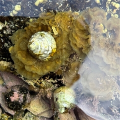 Dicathais orbita at Malua Bay, NSW - 19 Dec 2024 by Hejor1