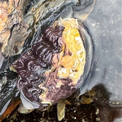 Saccostrea glomerata (Sydney Rock Oyster) at Malua Bay, NSW - 19 Dec 2024 by Hejor1