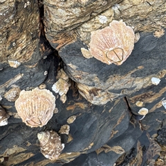 Tesseropora rosea (Rose-coloured Barnacle) at Malua Bay, NSW - 19 Dec 2024 by Hejor1