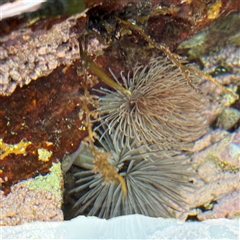 Sabellastarte australiensis (Feather duster worm) at Malua Bay, NSW - 19 Dec 2024 by Hejor1