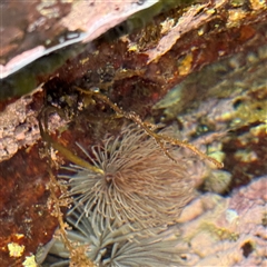 Sabellastarte australiensis at Malua Bay, NSW - 19 Dec 2024