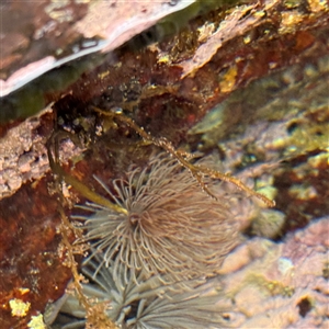 Sabellastarte australiensis at Malua Bay, NSW - 19 Dec 2024