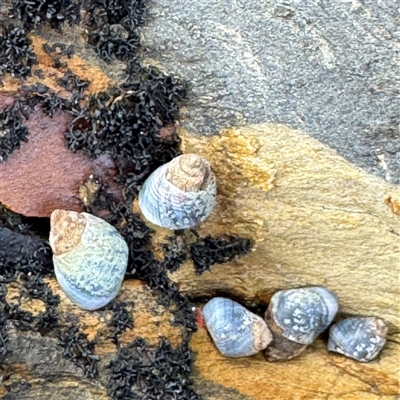 Austrolittorina unifasciata (Blue Australwink) at Malua Bay, NSW - 19 Dec 2024 by Hejor1