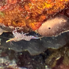 Rhynchocinetes serratus at Malua Bay, NSW - 19 Dec 2024 by Hejor1