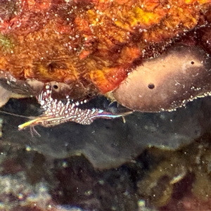 Rhynchocinetes serratus (Hinged-beaked Prawn) at Malua Bay, NSW by Hejor1