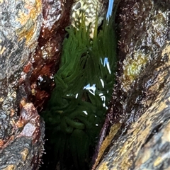 Aulactinia veratra (Anemone) at Malua Bay, NSW - 19 Dec 2024 by Hejor1