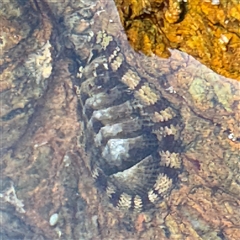 Sypharochiton pelliserpentis at Malua Bay, NSW - 19 Dec 2024 05:18 PM