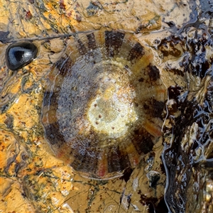 Cellana tramoserica (Commom Limpet) at Malua Bay, NSW by Hejor1