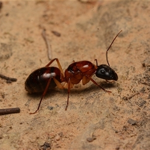 Camponotus nigriceps at Aranda, ACT - 20 Dec 2024 10:10 PM