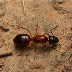 Camponotus nigriceps at Aranda, ACT - 20 Dec 2024 10:10 PM