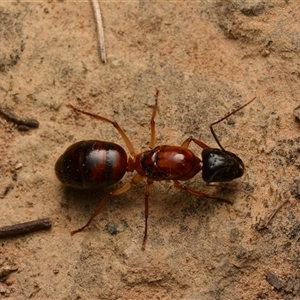 Camponotus nigriceps at Aranda, ACT - 20 Dec 2024 10:10 PM