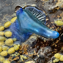 Physalia utriculus at Malua Bay, NSW - 19 Dec 2024 by Hejor1