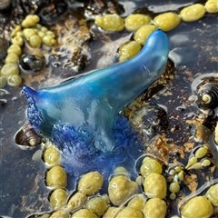 Unverified at suppressed - suppressed