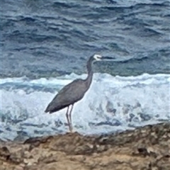 Egretta novaehollandiae (White-faced Heron) at Malua Bay, NSW - 19 Dec 2024 by Hejor1