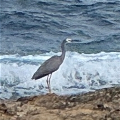 Egretta novaehollandiae (White-faced Heron) at Malua Bay, NSW - 19 Dec 2024 by Hejor1