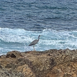 Egretta novaehollandiae at Malua Bay, NSW - 19 Dec 2024 05:07 PM