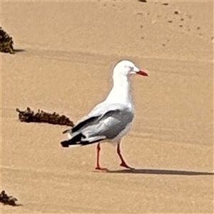 Chroicocephalus novaehollandiae (Silver Gull) at Malua Bay, NSW by Hejor1