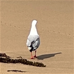 Chroicocephalus novaehollandiae at Malua Bay, NSW - 19 Dec 2024 05:03 PM