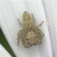 Salticidae (family) (Jumping spider) at Batemans Bay, NSW - 19 Dec 2024 by Hejor1