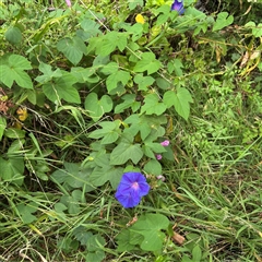 Convolvulus angustissimus subsp. angustissimus at Batemans Bay, NSW - 18 Dec 2024 by Hejor1