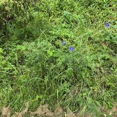 Ipomoea indica at Batemans Bay, NSW - 19 Dec 2024 10:52 AM