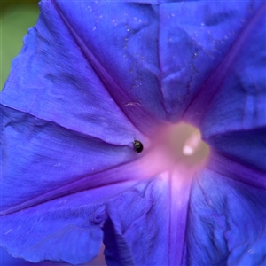 Ipomoea indica at Batemans Bay, NSW - 19 Dec 2024 10:52 AM