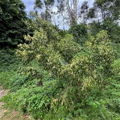 Acacia implexa at Batemans Bay, NSW - 19 Dec 2024