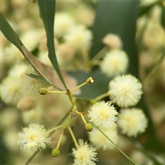 Acacia implexa at Batemans Bay, NSW - 19 Dec 2024